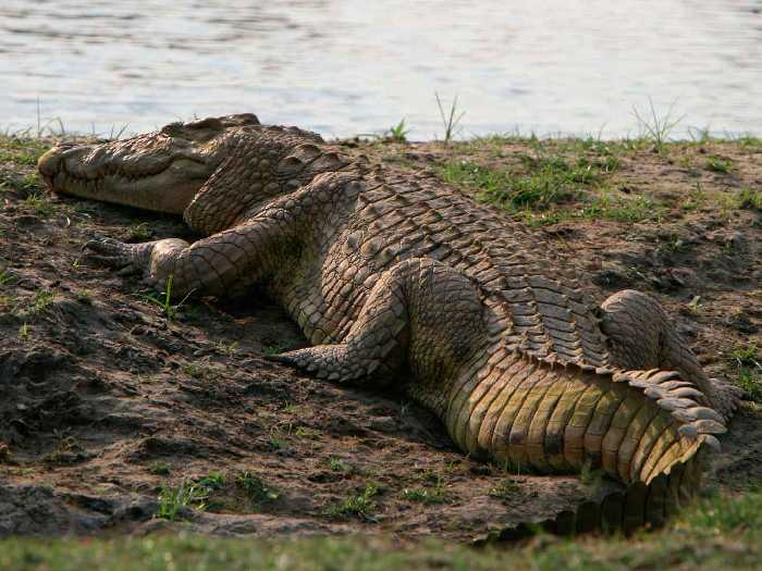 Отдых нильского крокодила